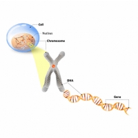 CDKL5'in Genetiği